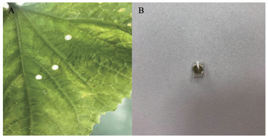 1617255008956488.jpg 黃瓜111.jpg