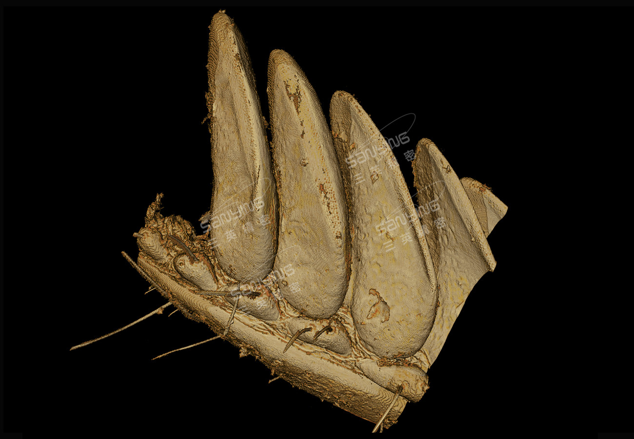 蝎子櫛器結(jié)構(gòu)